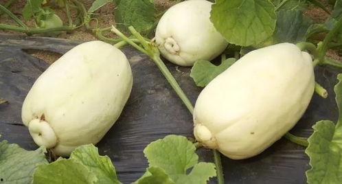 潍坊爆料视频吃瓜,揭秘吃瓜群众的狂欢现场