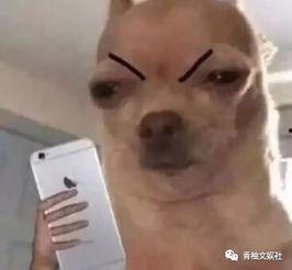 吃瓜出道日,揭秘娱乐圈的“瓜田”传奇