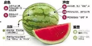 女子微信吃瓜,揭秘网络八卦背后的真相