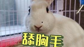 抖音吃瓜野生兔